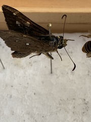 Hesperilla trimaculata