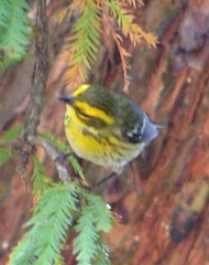 Setophaga townsendi