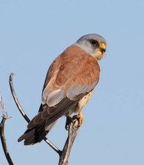 Falco naumanni