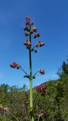 Thalictrum fendleri polycarpum