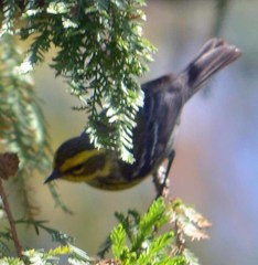Setophaga townsendi