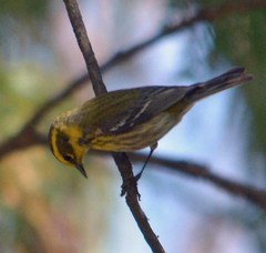 Setophaga townsendi
