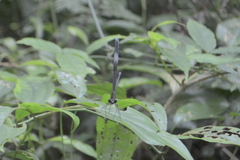 Psolodesmus mandarinus mandarinus