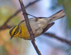 Setophaga townsendi