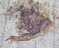 Rana dybowskii