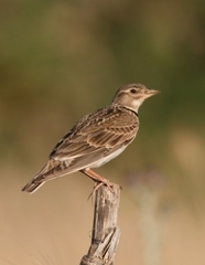 Calandra Lark photo 2