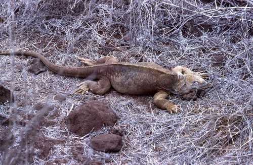 Conolophus pallidus