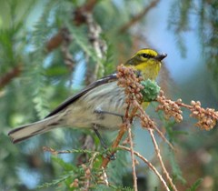 Setophaga townsendi