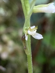 Hapalorchis lineata
