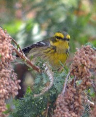 Setophaga townsendi