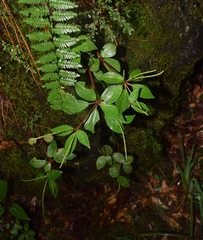 Peperomia subblanda