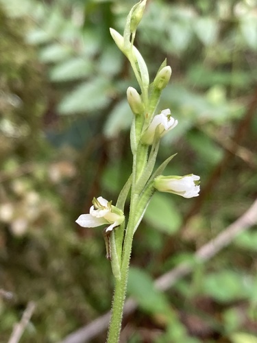 Tropical ladies'-tresses (Hapalorchis lineata)