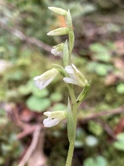 Hapalorchis lineata