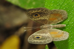 Perophthalma tullius