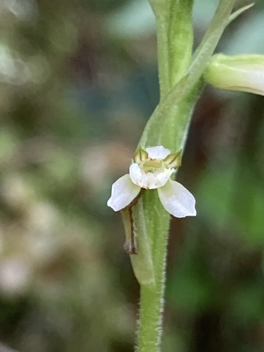 Hapalorchis
