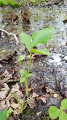 Arisaema triphyllum
