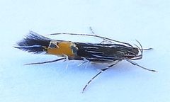 Cosmopterix inopis