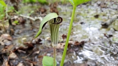 Arisaema triphyllum
