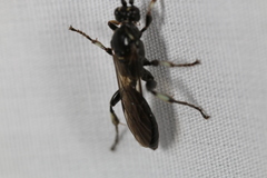Cratichneumon unifasciatorius