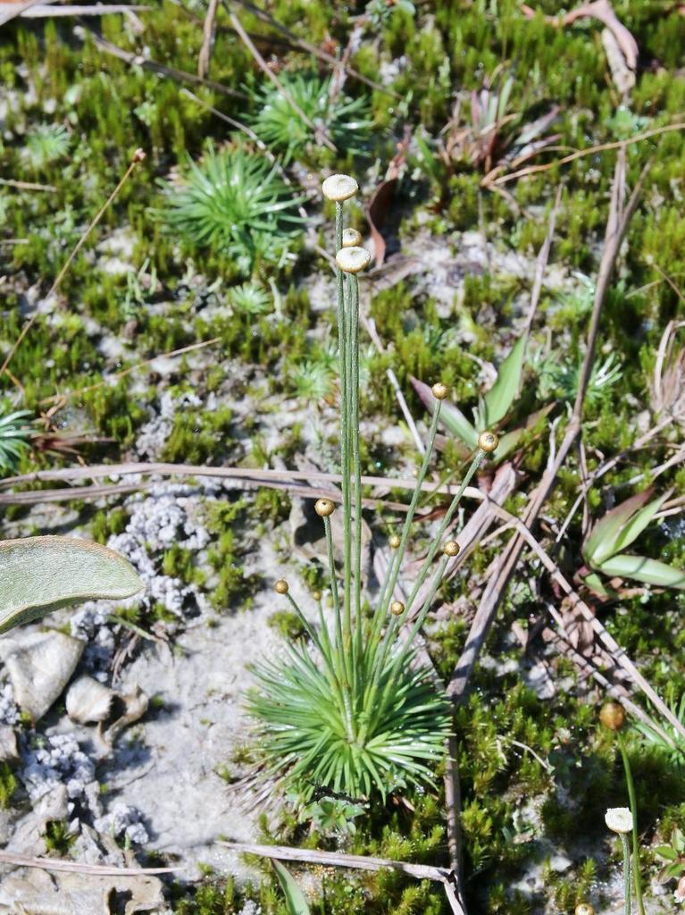 Syngonanthus chrysanthus  iNaturalist