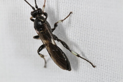 Cratichneumon unifasciatorius