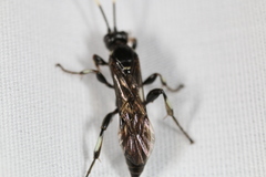 Cratichneumon unifasciatorius