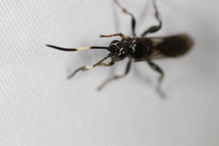 Cratichneumon unifasciatorius