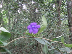 Brunfelsia australis