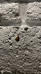 Microtheoris ophionalis