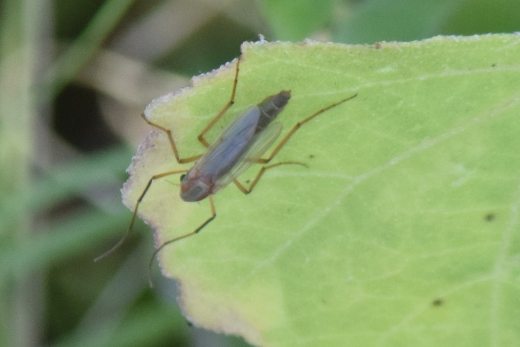 Axarus festivus from Grapevine, TX, USA on September 26, 2021 at 04:45 ...
