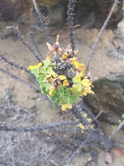 Oxalis virgosa