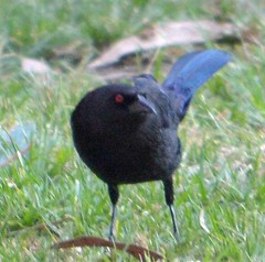 Molothrus aeneus