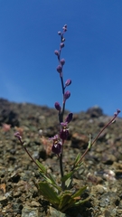 Streptanthus glandulosus pulchellus