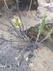 Oxalis virgosa