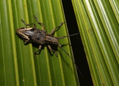 Pelargoderus rubropunctatus