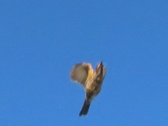 Turdus rufopalliatus