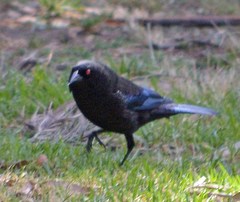 Molothrus aeneus