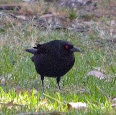 Molothrus aeneus