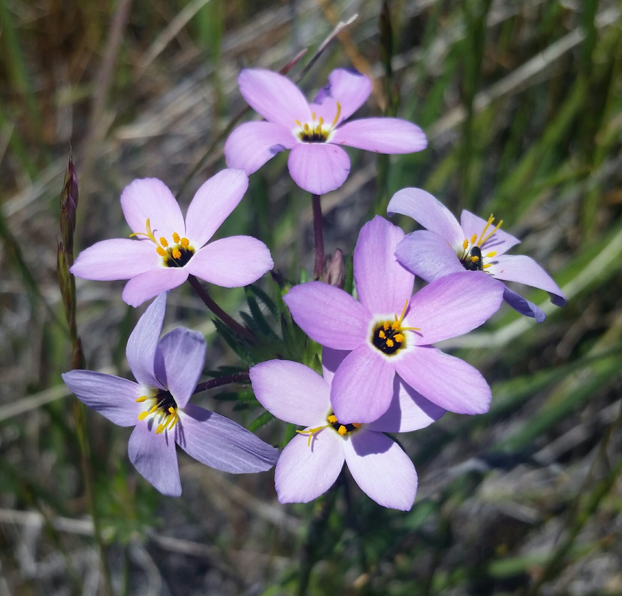 Leptosiphon androsaceus
