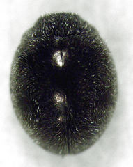 Telsimia subviridis