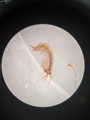 Echinogammarus ischnus