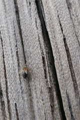 Orius vicinus