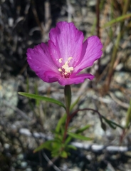 Clarkia gracilis gracilis