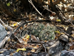 Coryphantha neglecta