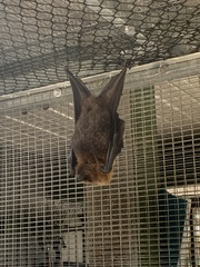 Pteropus seychellensis