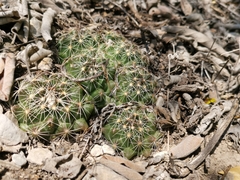Coryphantha neglecta
