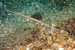 Red Cornetfish photo 2