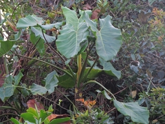 Thaumatophyllum corcovadense