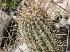 Echinocereus armatus