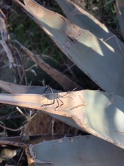 Acanthocephala thomasi